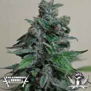 Kalashnikov Seeds Moscow Blueberry